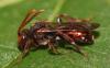 Nomada sp.
